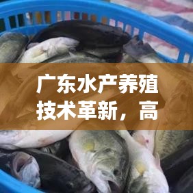廣東水產(chǎn)養(yǎng)殖技術(shù)革新，高效與可持續(xù)的雙重典范之路