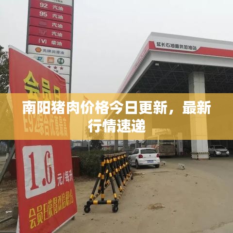 南陽豬肉價格今日更新，最新行情速遞