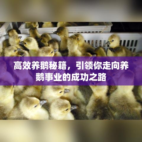 高效養(yǎng)鵝秘籍，引領你走向養(yǎng)鵝事業(yè)的成功之路