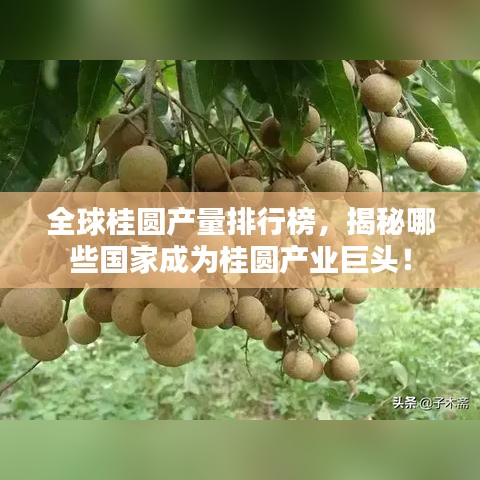 全球桂圓產(chǎn)量排行榜，揭秘哪些國家成為桂圓產(chǎn)業(yè)巨頭！