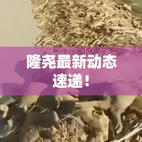 隆堯最新動(dòng)態(tài)速遞！