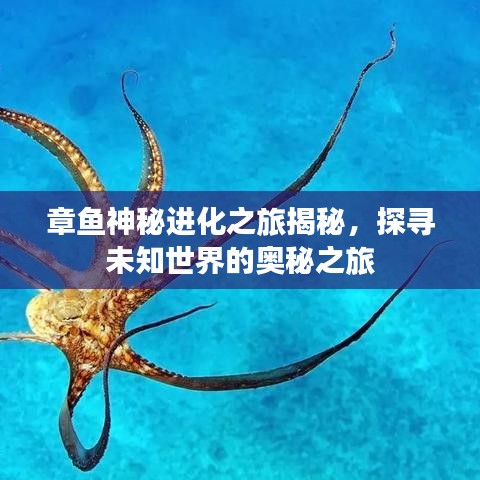 章魚神秘進(jìn)化之旅揭秘，探尋未知世界的奧秘之旅