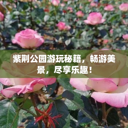 紫荊公園游玩秘籍，暢游美景，盡享樂趣！