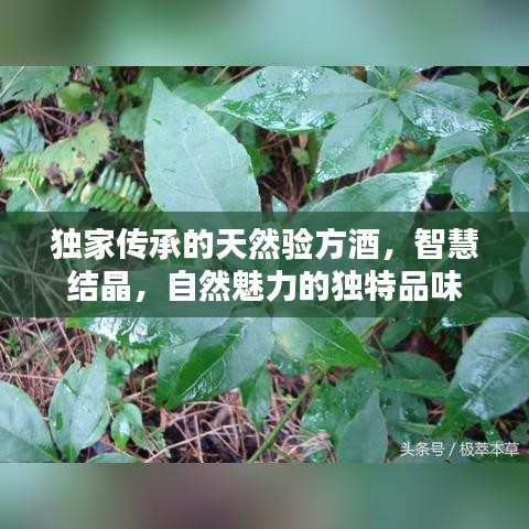 獨(dú)家傳承的天然驗(yàn)方酒，智慧結(jié)晶，自然魅力的獨(dú)特品味