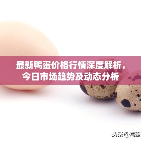 最新鴨蛋價(jià)格行情深度解析，今日市場(chǎng)趨勢(shì)及動(dòng)態(tài)分析