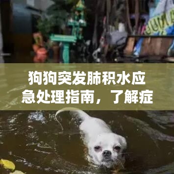 狗狗突發(fā)肺積水應(yīng)急處理指南，了解癥狀與應(yīng)對措施