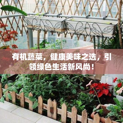 有機(jī)蔬菜，健康美味之選，引領(lǐng)綠色生活新風(fēng)尚！