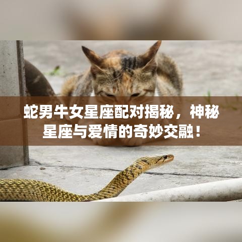 蛇男牛女星座配對(duì)揭秘，神秘星座與愛情的奇妙交融！