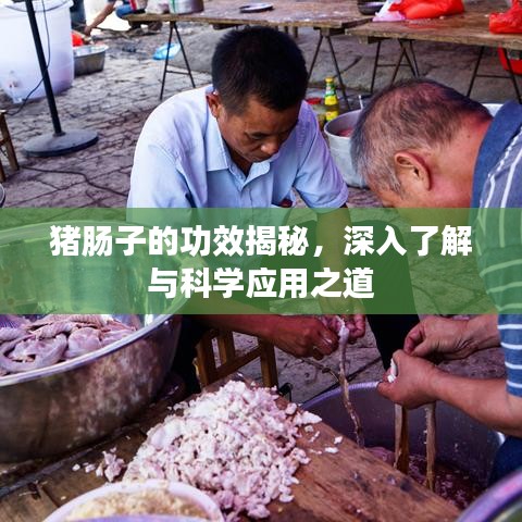 豬腸子的功效揭秘，深入了解與科學應用之道