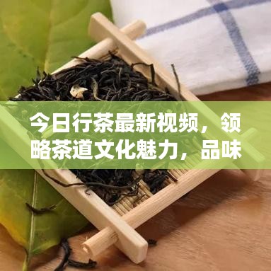 今日行茶最新視頻，領(lǐng)略茶道文化魅力，品味傳統(tǒng)韻味