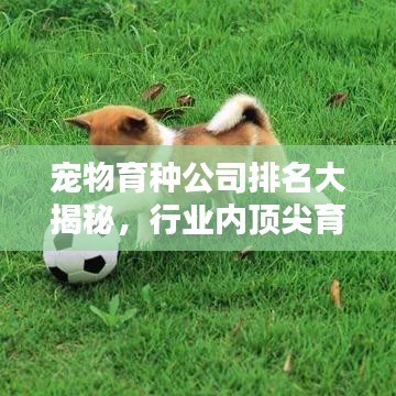 寵物育種公司排名大揭秘，行業(yè)內(nèi)頂尖育種企業(yè)榜單！