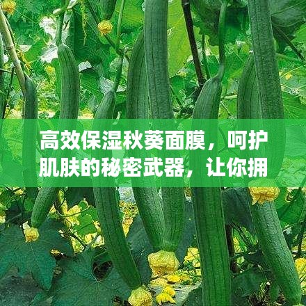 高效保濕秋葵面膜，呵護(hù)肌膚的秘密武器，讓你擁有水潤美肌