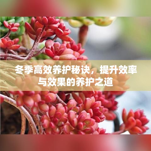 冬季高效養(yǎng)護秘訣，提升效率與效果的養(yǎng)護之道