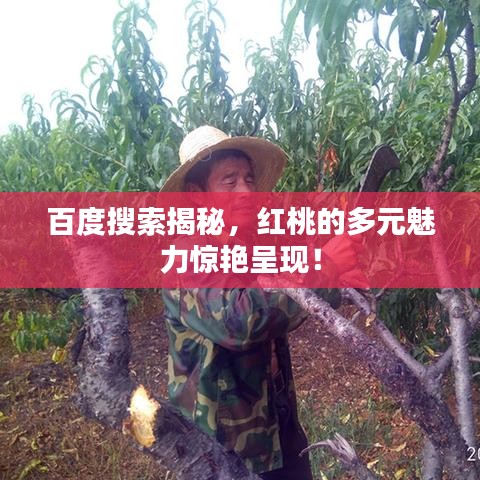 百度搜索揭秘，紅桃的多元魅力驚艷呈現(xiàn)！