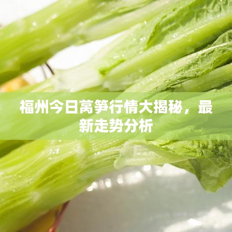 福州今日萵筍行情大揭秘，最新走勢分析