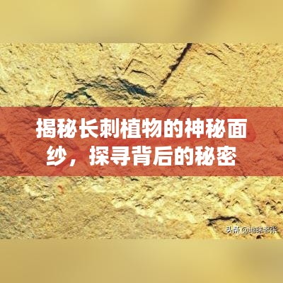 揭秘長(zhǎng)刺植物的神秘面紗，探尋背后的秘密